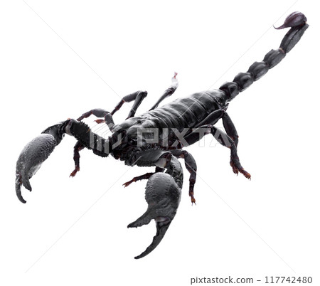 Black scorpions isolated on a white background 117742480