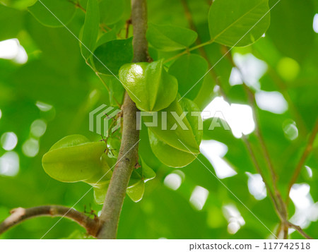 Tropical fruit of the Oxalidaceae family, carambola fruit 117742518