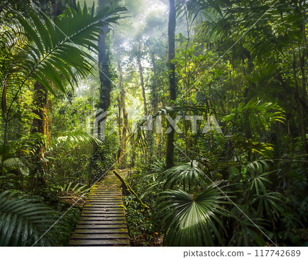 Tropical virgin forest jungle image material 117742689