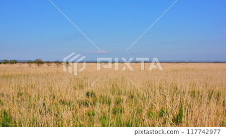 釧路沼澤的風景 117742977
