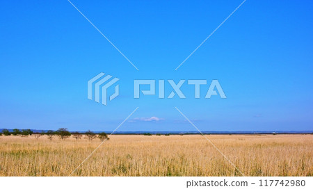 釧路沼澤的風景 117742980