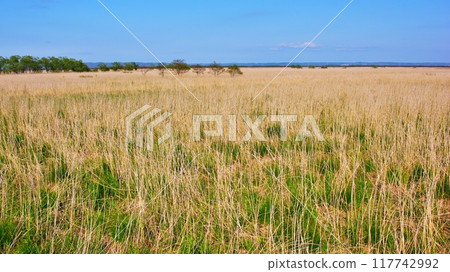 釧路沼澤的風景 117742992