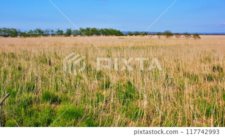 釧路沼澤的風景 117742993