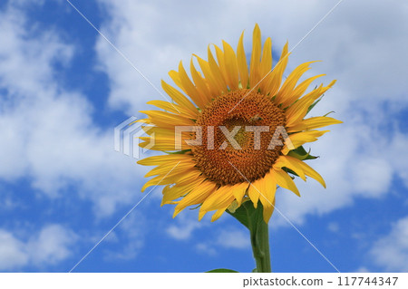 向日葵向藍天綻放 向日葵向藍天綻放 117744347