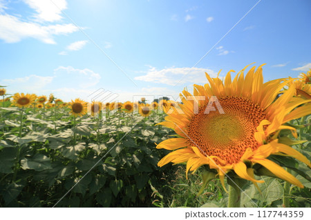 Sunflowers blooming towards the blue sky 117744359