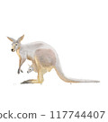 Red Kangaroo (Macropus rufus) mother and child , watercolor painting 117744407