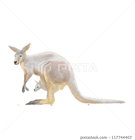 Red Kangaroo (Macropus rufus) mother and child , watercolor painting 117744407