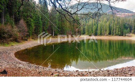 alpine lake among spruce forest in autumn. landscape in carpathian mountains on a sunny weather. beautiful scenery of synevyr national park in ukraine. scenic travel destination 117744604