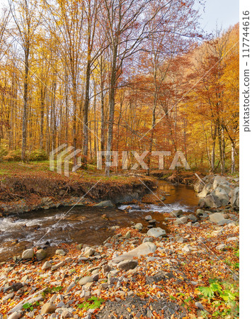 landscape with forest and a creek in front. beautiful scenery in autumn. sunny weather. rapid flow 117744616
