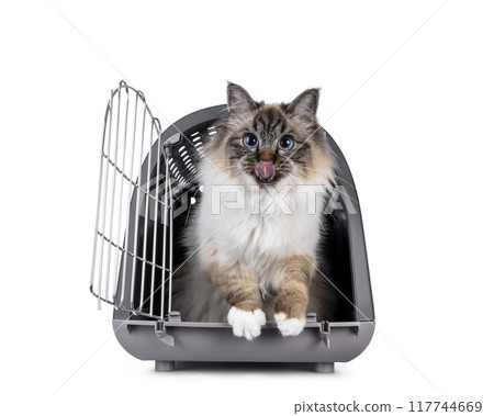 Birman cat on white background 117744669