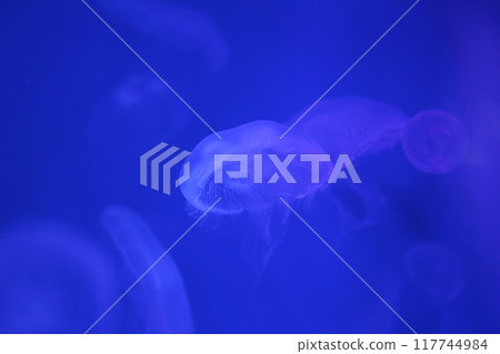 Small jellyfish or medusa of  bright blue color. 117744984
