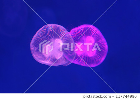 Small jellyfish or medusa of bright purple color. Small jellyfish or medusa of bright purple color. 117744986