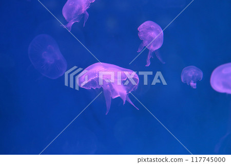 Small jellyfish or medusa of bright purple color. Small jellyfish or medusa of bright purple color. 117745000