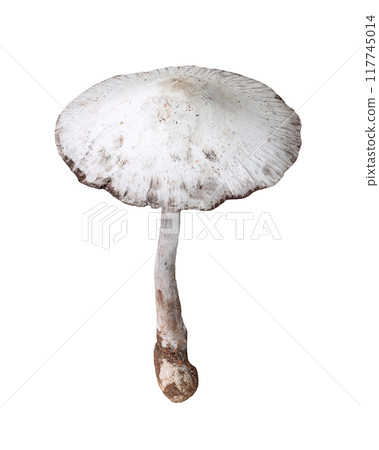 Poisonous mushrooms and have Isolate on white background. Poisonous mushrooms and have Isolate on white background. 117745014