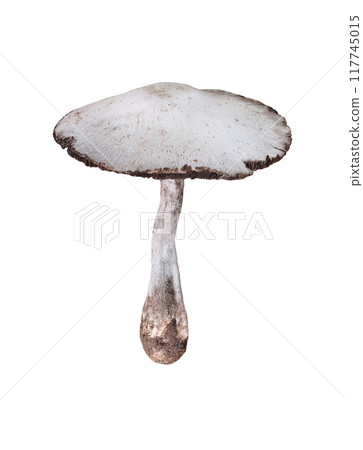 Poisonous mushrooms and have Isolate on white background. 117745015