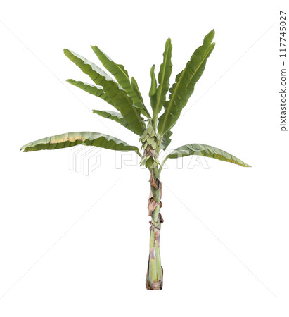 Banana tree isolated on white background and have clipping paths.. Banana tree isolated on white background and have clipping paths.. 117745027