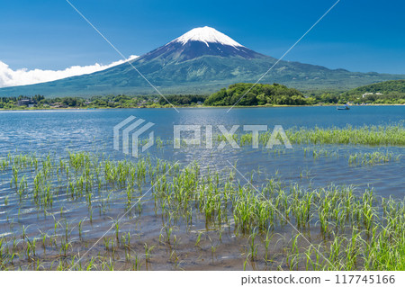 【山梨縣】初夏的富士山、河口湖畔的新綠 117745166