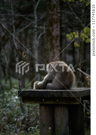 Japanese monkey family in their natural rainforest habitat. Adorable grooming interactions, curious expressions, and funny behavior captured in a charming portrait. 117745616