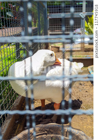 White goose in a cage on a farm.  117745918