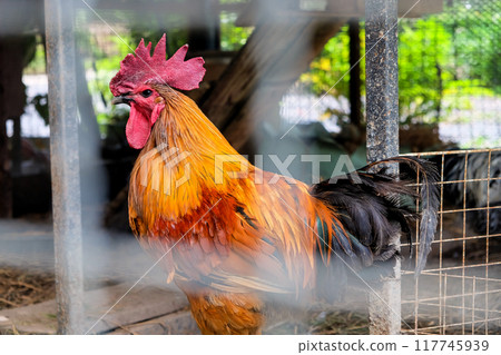 Rooster in a cage on a farm in the countryside of Thailand. Rooster in a cage on a farm in the countryside of Thailand. 117745939