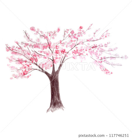 Pink sakura cherry blooming tree watercolor illustration isolated on white. Hand painted high quality seasonal nature design element. Great for cards, wedding design, beauty salons, travel ads 117746251