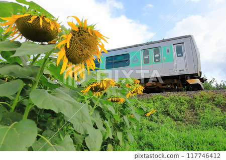 烏山線“夏末的向日葵和Accumu” 117746412