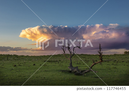 Calden tree landscape, La Pampa province, Patagonia, Argentina. 117746455