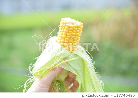 剛在玉米田收穫的新鮮玉米 剛在玉米田收穫的新鮮玉米 117746480
