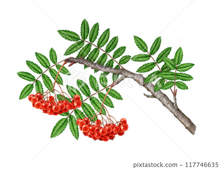 Rowan tree branch with red berries, green leaf vintage style watercolor painted illustration. Hand drawn summer time organic natural rowanberry twig element on white background Rowan tree branch with red berries, green leaf vintage style watercolor painted illustration. Hand drawn summer time organic natural rowanberry twig element on white background 117746635