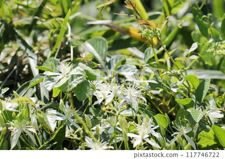 夏日的一叢白花粳稻(自然光微距鏡頭攝影) 夏日的一叢白花粳稻(自然光微距鏡頭攝影) 117746722