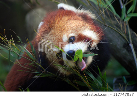 Red panda eating bamboo leaves① Red panda eating bamboo leaves① 117747057