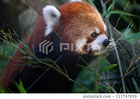 Red panda eating bamboo leaves③ 117747059