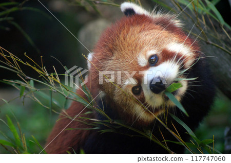 小熊貓吃竹葉④ 117747060