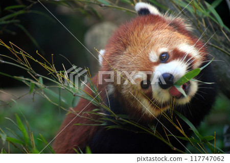 小熊貓吃竹葉⑥ 117747062