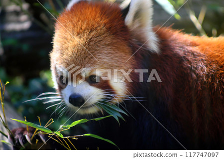 Red panda eating bamboo leaves⑯ 117747097