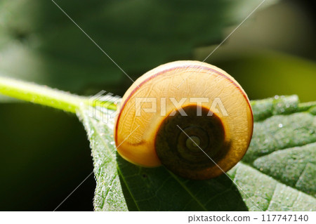 A left-handed snail with a translucent amber color like a beautiful lamp lit by backlight (natural light + strobe macro close-up) 117747140