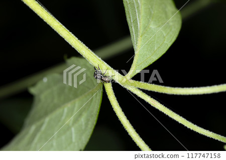 Jumping spider Jumping spider 117747158
