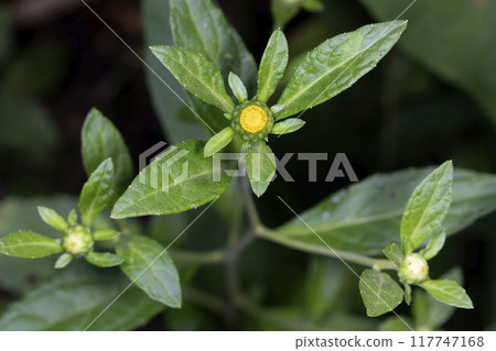 Cloverbill 117747168