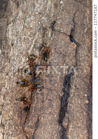 Cairo hornet Cairo hornet 117747187