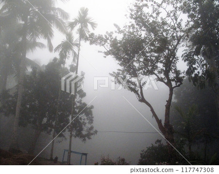 Misty morning in the Bengal countryside in Sundarbans jungle area, West Bengal, India Misty morning in the Bengal countryside in Sundarbans jungle area, West Bengal, India 117747308