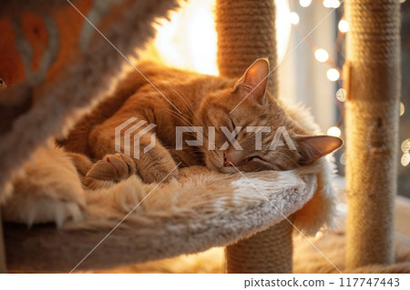 Ginger Cat Sleeping on a Cozy Cat Tree in Warm Indoor Setting 117747443