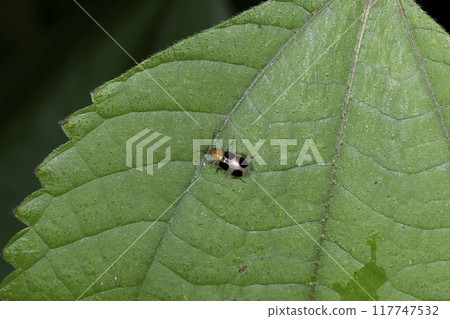 Yotsuboshi Hamushi 117747532