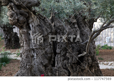 Olive trees in famous Garden of Gethsemane Jerusalem, Israel 117747569