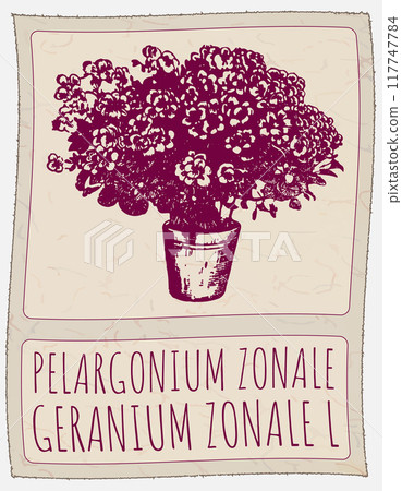 Vector drawing PELARGONIUM ZONALE in Chinese. Hand drawn illustration. Latin name is GERANIUM ZONALE L 117747784