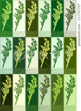 Set of vector drawing BROOMCORN MILLET in various colors. Hand drawn illustration. Latin name is PANICUM MILIACEUM L Set of vector drawing BROOMCORN MILLET in various colors. Hand drawn illustration. Latin name is PANICUM MILIACEUM L 117747787