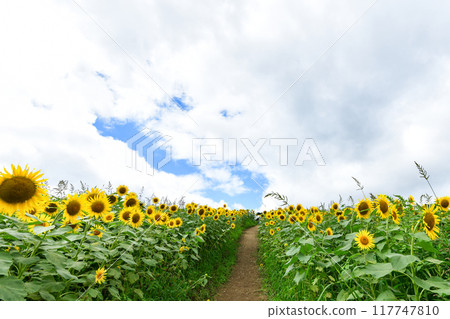 Sannokura Takahara sunflower field 117747810