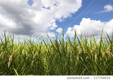 Blue sky and country scenery Blue sky and country scenery 117748010
