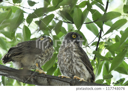 A bird's eyebird A bird's eyebird 117748076