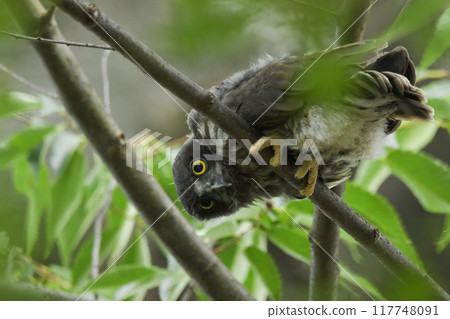 A bird's eyebird 117748091