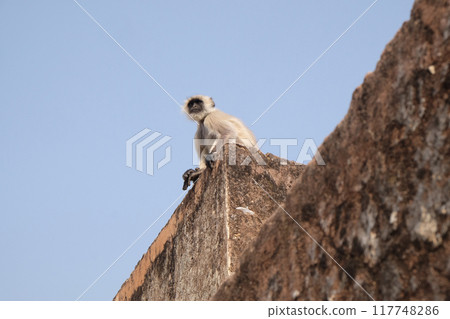 Gray Langur on Wall at Amber Fort in Jaipur, Rajasthan, India 117748286